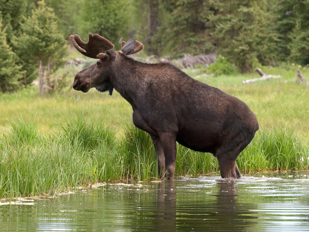 Moose 