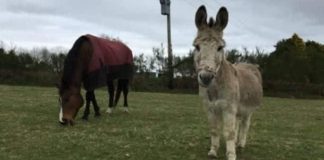 Rescued Horse & Donkey Finds Forever Home