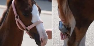 Special Shoes Aid Foal’s Journey to Walking Success