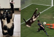 Keys: The Goal Kitty Sensation