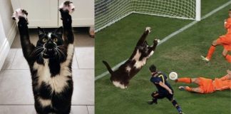 Keys: The Goal Kitty Sensation