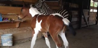 Joyful Encounter: A Foal’s Delight Meeting a Zebra