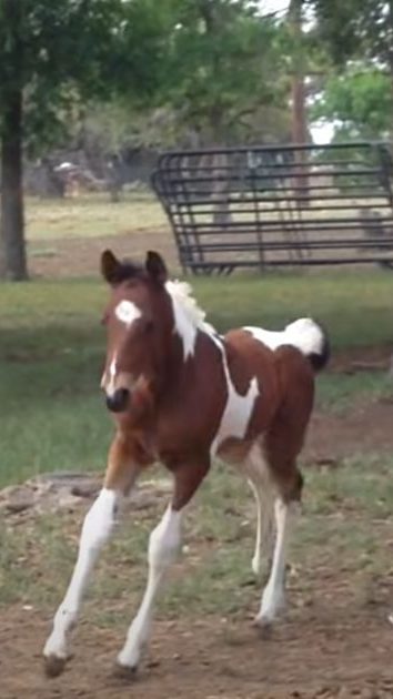 Joyful Encounter: A Foal's Delight Meeting a Zebra 1 5 2024 01 30T224659.400 edited 1