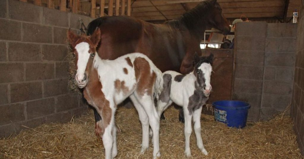 foal