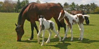 Unexpected Joy: Pregnant Rescued Mare Stuns with Surprise Twin Foals