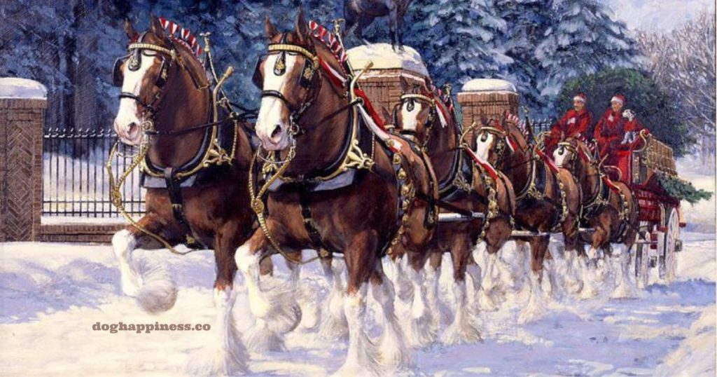 Budweiser Clydesdales