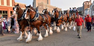 An Excellent Celebration: The Budweiser Clydesdales Return to Texarkana