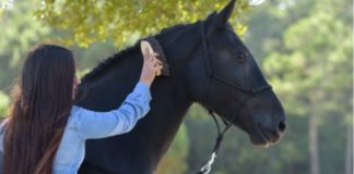 Humans and Horses: Exploring the Healing Connection for Human Well-being