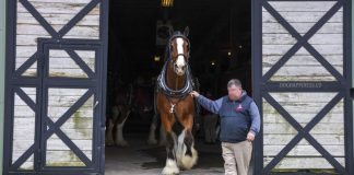 Epic Return: Budweiser Clydesdales Shine at Top-Ranked Horses, Hops & Cops Festival!