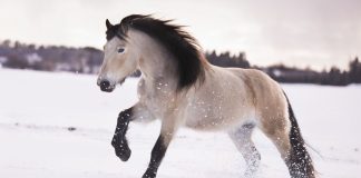 The Dole Horse of Norway – An Excellent Blend of Strength and Elegance