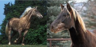 Discovering the Rocky Mountain Horse Legacy
