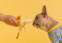 Best Top 8 Fruits and Vegetables for Dogs