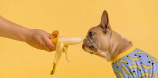 Best Top 8 Fruits and Vegetables for Dogs