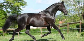 Nurturing Equine Vitality: A Guide to Weight and Muscle Maintenance in Horses