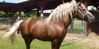 Međimurje Horses: A Resilient Heritage Revived