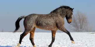 American Bashkir Curly Horse: A Unique Breed with Mystique and Merit