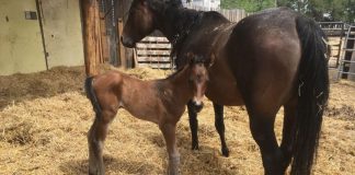 Newborn Foal Care: Navigating Weather Challenges