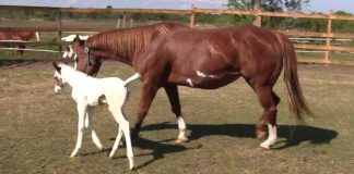 Extraordinary Arrival of Uncommon Horse with “Medicine Hat” Patterns Impresses Rancher