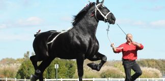 Moose the Magnificent: A Tale of Elegance, Strength, and Charm