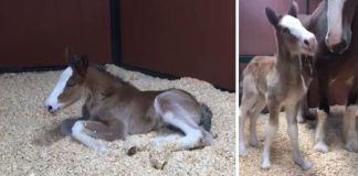 Carly: Clydesdale Charm Unleashed