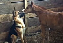Puppy and Foal: An Unexpected Friendship