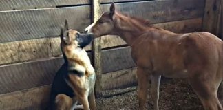 Puppy and Foal: An Unexpected Friendship