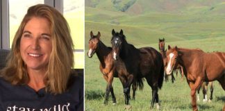 Champion of the Voiceless, 500 Rescuing Horses and Igniting Hope