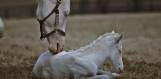 White Foals’ Charm: Patchen Wilkes Farm