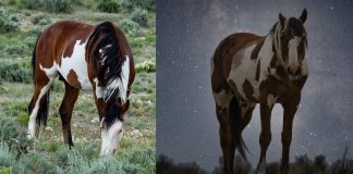 Picasso: A Wild Stallion’s Enduring Legacy