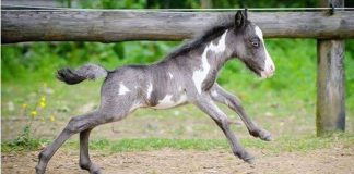 Microdave: Britain’s Smallest Horse with a Big Heart