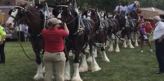Budweiser Clydesdales’ Majestic Visit to Cartersville (2017)