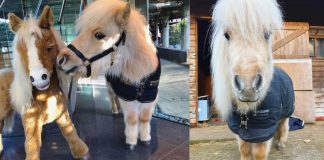 Teddy the Shetland: A Tiny Horse with a Giant Heart