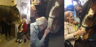 Clydesdale Neigh-Neigh Brings Joy to Seniors