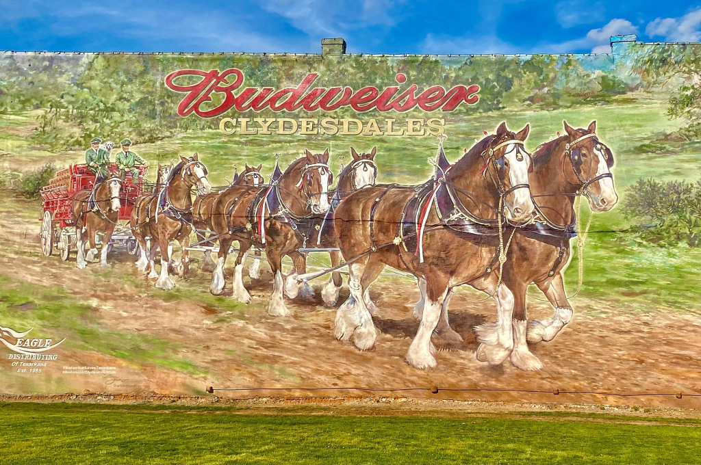 Budweiser Clydesdales