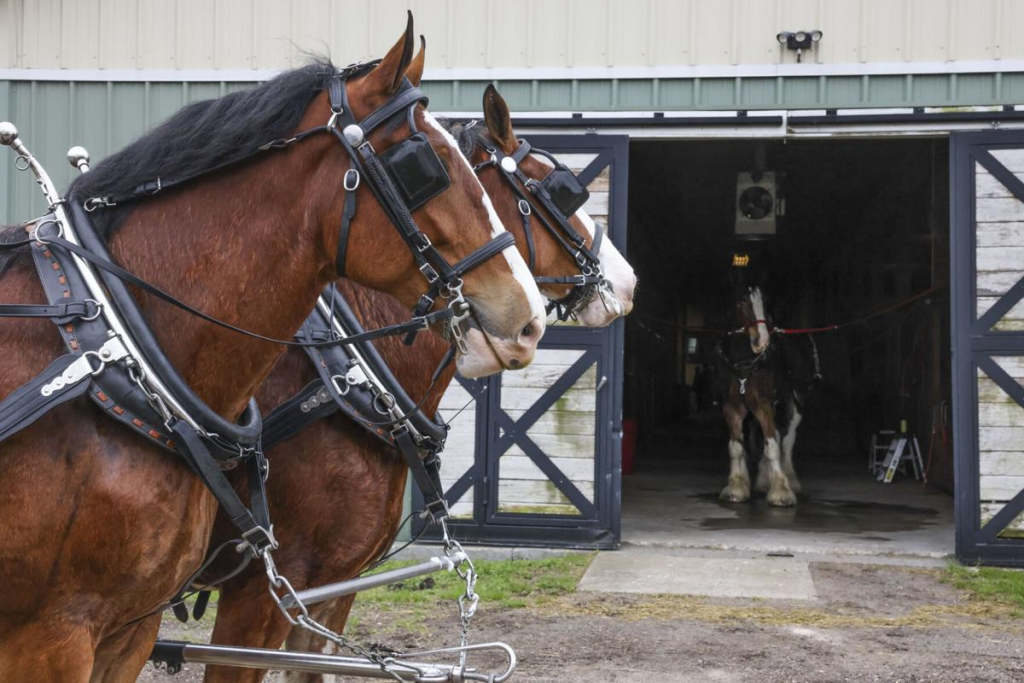 Epic Return: Budweiser Clydesdales Shine at Top-Ranked Horses, Hops & Cops Festival! 4 image 10