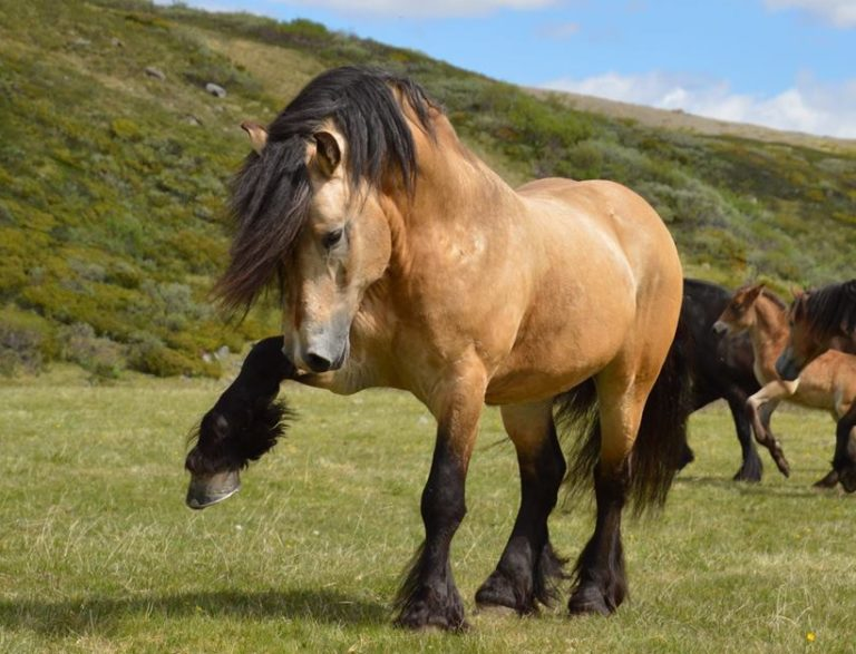 Dole Horse