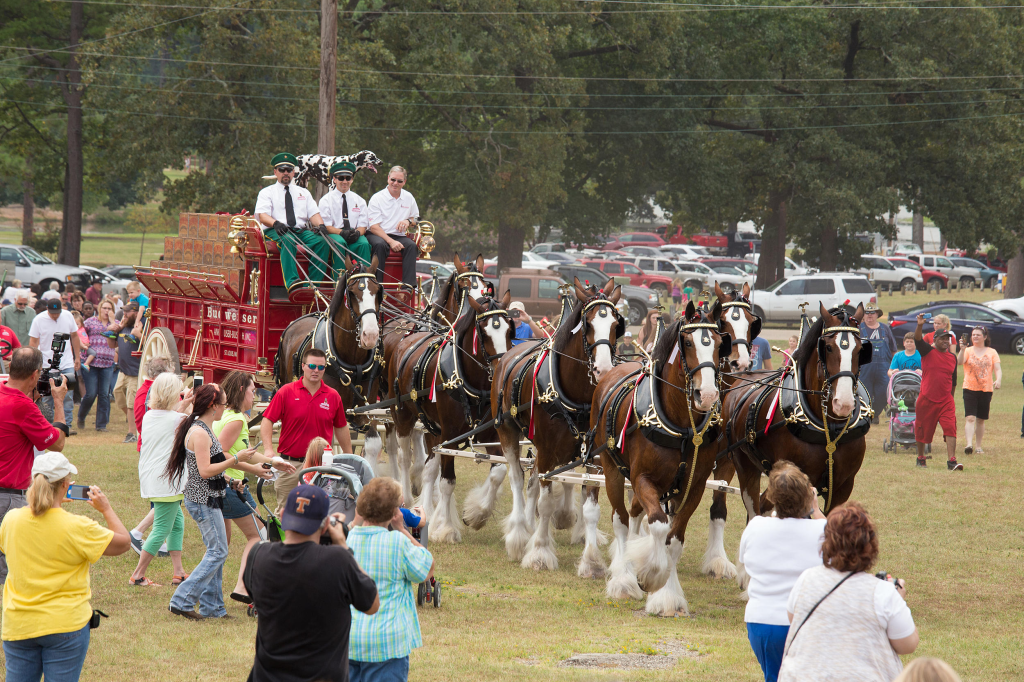 Budweiser Clydesdales