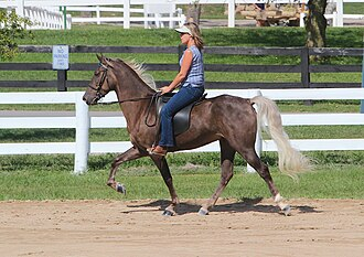 Discovering the Rocky Mountain Horse Legacy 3 Rocky Mountain Horse