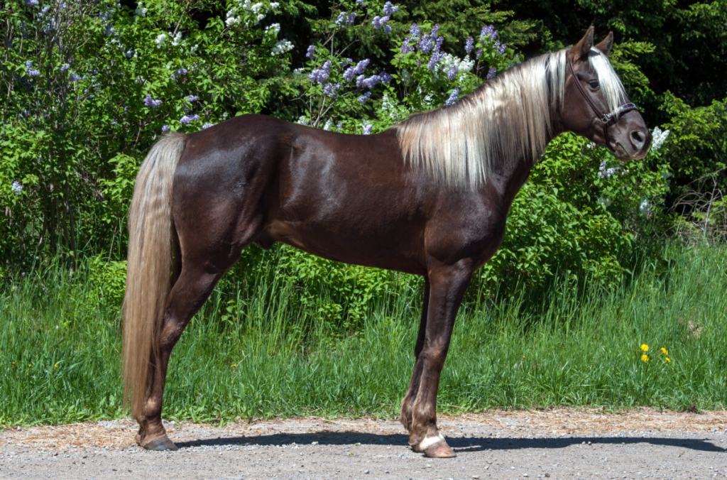 Discovering the Rocky Mountain Horse Legacy 1 Rocky Mountain Horse