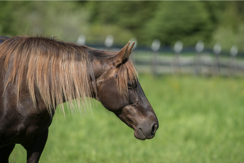 Discovering the Rocky Mountain Horse Legacy 2 Rocky Mountain Horse