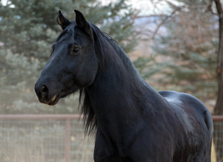 equine