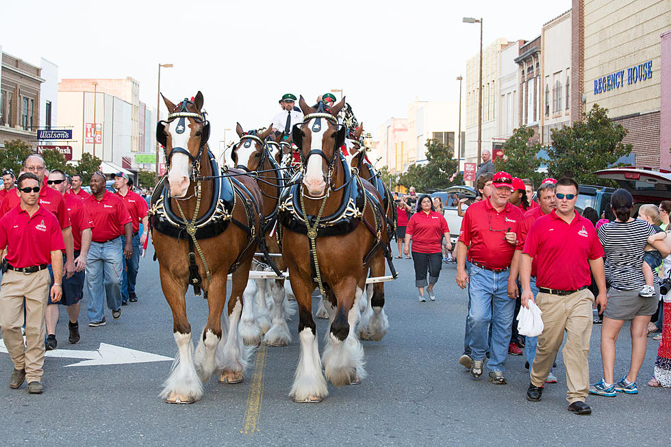 Budweiser Clydesdales