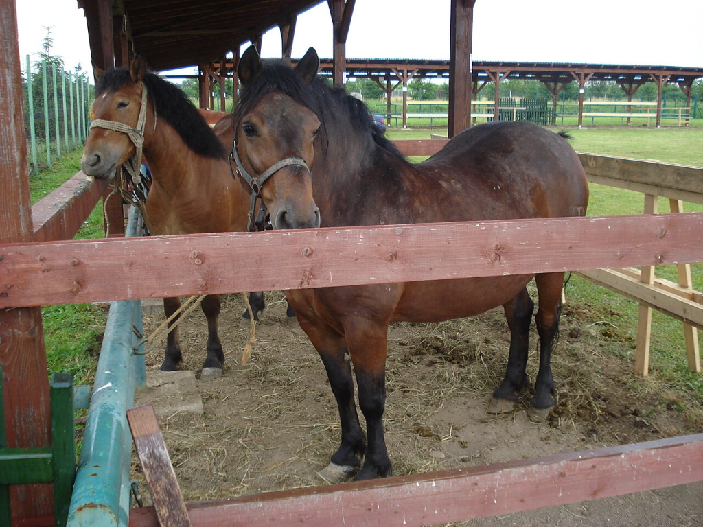 Međimurje Horses: A Resilient Heritage Revived 2 image 31