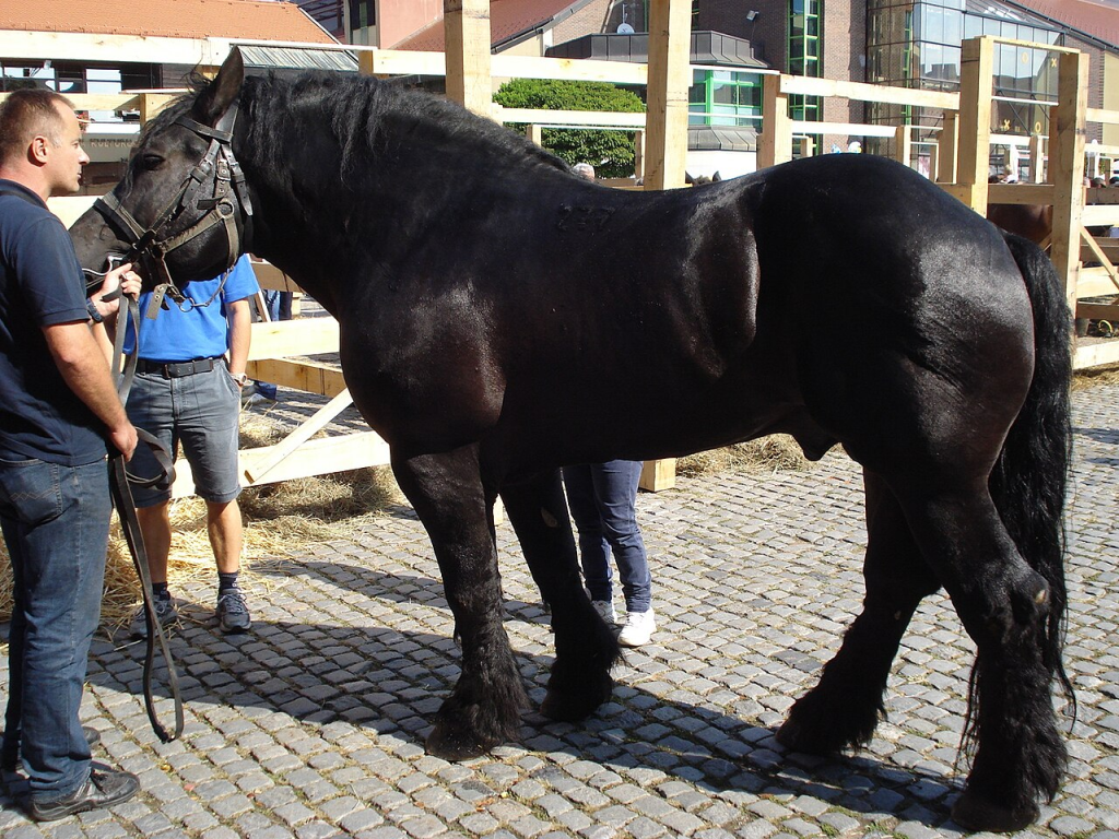 Međimurje Horses: A Resilient Heritage Revived 3 image 32