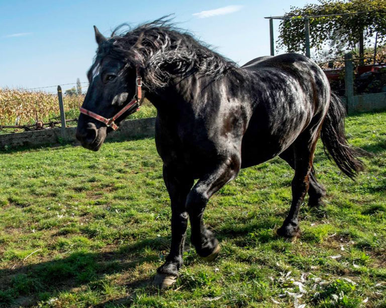 Međimurje Horses: A Resilient Heritage Revived 1 Međimurje Horse