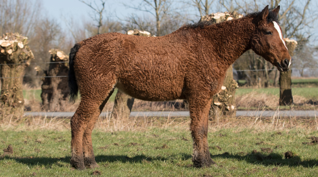 Bashkir Curly Horse