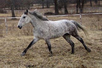 Bashkir Curly Horse