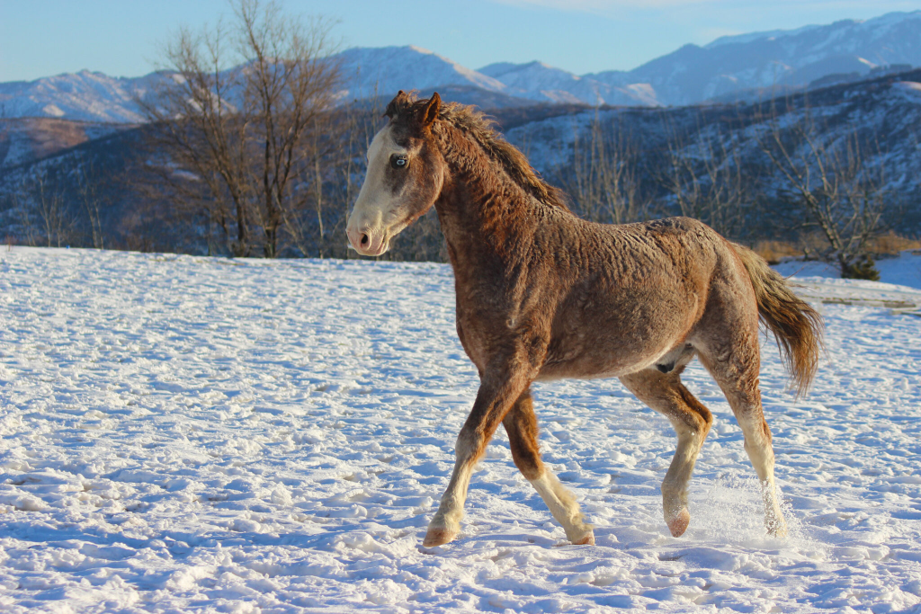 Bashkir Curly Horse