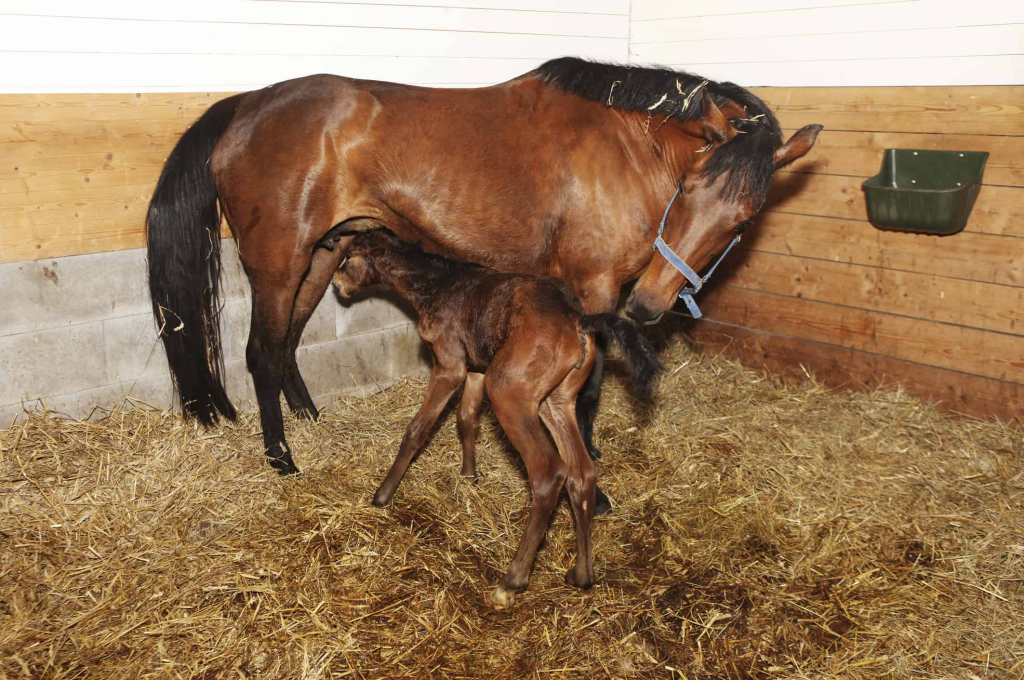 Newborn Foal Care: Navigating Weather Challenges 1 Newborn Foal