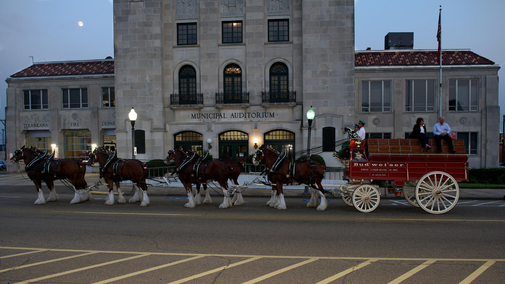Budweiser Clydesdales